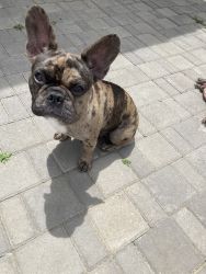 Female French Bulldog (Will be in HEAT in 2-3 months)