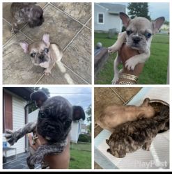 Merle and Brindle Male Frenchie puppies