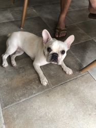 One year old French Bulldog