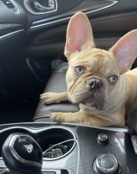 French Bulldog for sell