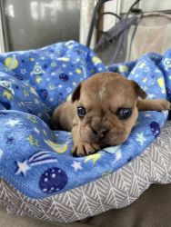 French bulldog puppies (All Sold )