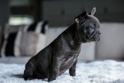 Puppy-French Bulldog