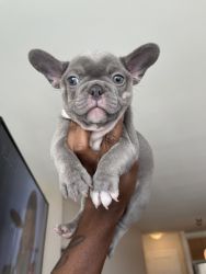 8 Week old French bill dog boy (lilac) BLUE EYES