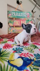 Pure bread AKC Frenchie puppies available