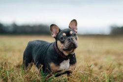 French Bulldog puppies | BuyFrenchies | gracefrenchiesandbostons