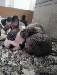 Frenchie puppies needing new forever home. Loving and great companion