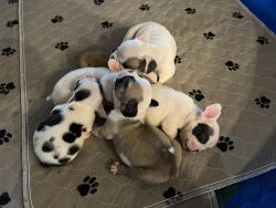 French Bulldog Puppies 7 weeks