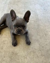 Blue frenchies puppies