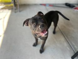 Family dog looking for a fun family!