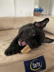 Rehoming French Bulldog Puppy
