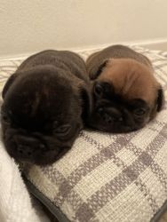 French Bulldog 5weeks old Puppies