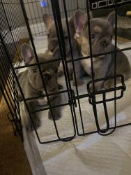 Frenchies Looking for Forever Home