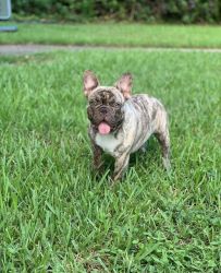 Beautiful, exotic and healthy Male Frenchie