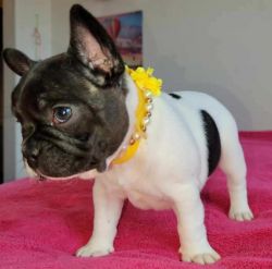 Frenchies in need of rehoming.