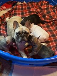 AKC REGISTERED FRENCH BULLDOGS AVAILABLE