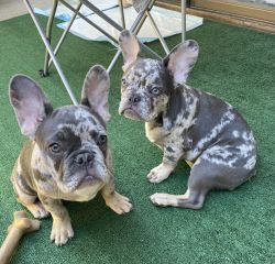 2 Blue merle and tan frenchies