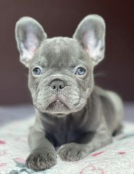 Blue French Bulldog For Sale