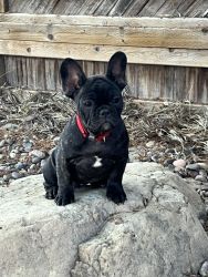 2Month Old Frenchie Female