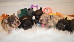 Exotic Frenchie babies!