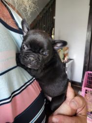 Frenchie's 7 weeks old