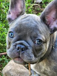 Frenchie puppies for sale Marlette Michigan