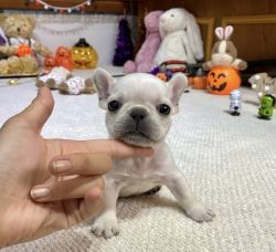 French bulldog Puppies For Sale