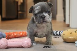 Blue & Blue Merle French Bulldog Pups! Follow us on ig @bmorefrenchies