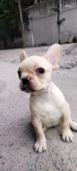 2 months old French bulldog