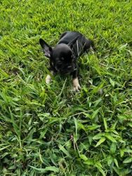 Frenchie puppies good quality