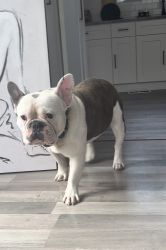 Blue Pied French Bulldog Looking for a new home