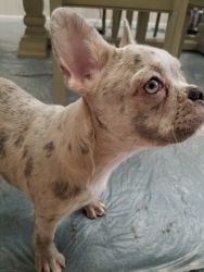 French Bulldog Puppy Female 3 Months Old