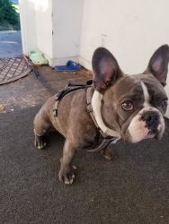 1 year old French Bulldog