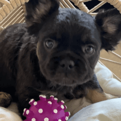 Fluffly Frenchies available