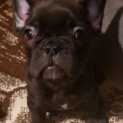 3 adorable Frenchie puppies