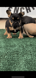 French bulldog puppies great price