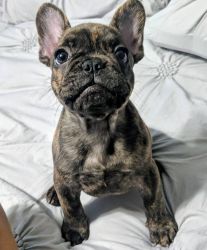 outstanding french bulldog puppies