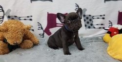 AKC French Bulldog Puppy for adoption