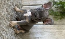 French Bulldog for adoption