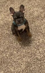 Blue and tan male French bulldog Akc registered