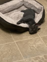 French bulldog lilac 3 months old female