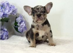 AKC quality French Bulldog Puppy for free sale !!!