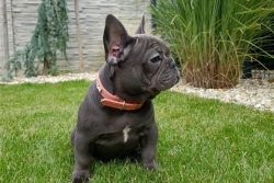 AKC quality French Bulldog Puppy for free adoption or sale !!!