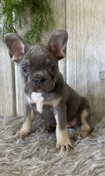 Gorgeous french Bulldog puppies available for sale