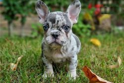 Beautiful Little french Bulldog Puppy