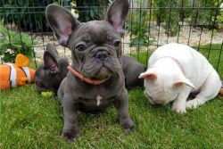 Super Adorable french Bulldog Puppies