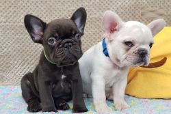Gorgeous French Bulldog Puppies for sale
