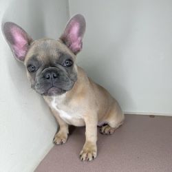 Fawn Female Frenchie