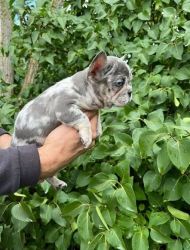 Registered French Bulldogs for Adoption
