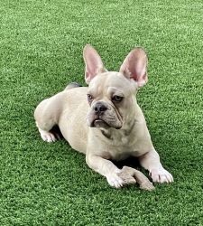 Frenchies available