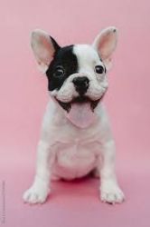 AMAZING French bulldogs available